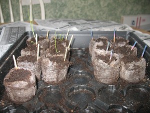 Onions on the left, Peppers on the right