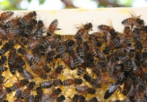 Beginning Bee Kepping Class in Utah County April 17th