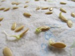 Testing Seed Germination Rates