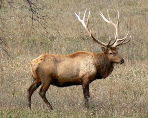 Making Elk Hamburger With Added Beef Fat